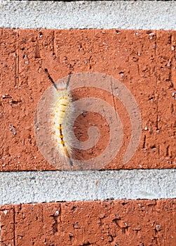Caterpillar on the wall