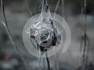 Caterpillar web found in a forest