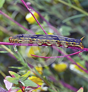 Caterpillar: White Lined Sphinx Larva