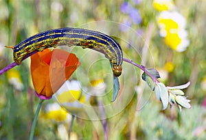 Caterpillar: White Lined Sphinx Larva Feeding