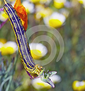 Caterpillar: White Lined Sphinx Larva Feeding