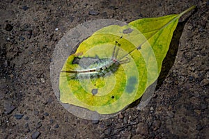 Caterpillar, White Marked Tussock Moth on a leaf