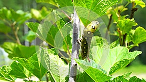 The caterpillar of the wine hawk moth,a large caterpillar with eyes on the sides and a horn on the back