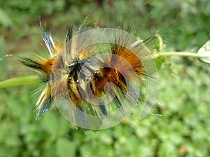 Caterpillar