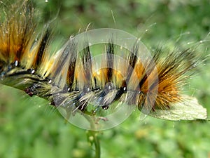 Caterpillar