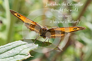 Caterpillar World Butterfly - Inspirational Quote - Gatekeeper