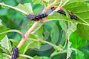 Caterpillar worm black and white striped Walking on leaf Eupterote testacea, Hairy caterpillar select focus with shallow depth