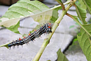 Caterpillar worm black and white striped Walking on leaf Eupterote testacea, Hairy caterpillar select focus with shallow depth