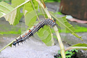 Caterpillar worm black and white striped Walking on leaf Eupterote testacea, Hairy caterpillar select focus with shallow depth