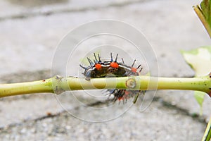 Caterpillar worm black and white striped Walking on leaf Eupterote testacea, Hairy caterpillar select focus with shallow depth