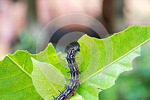 Caterpillar worm black and white striped Walking on leaf Eupterote testacea, Hairy caterpillar select focus with shallow depth