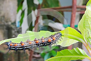 Caterpillar worm black and white striped Walking on leaf Eupterote testacea, Hairy caterpillar select focus with shallow depth