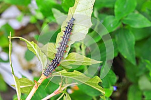 Caterpillar worm black and white striped Walking on leaf Eupterote testacea, Hairy caterpillar select focus with shallow depth