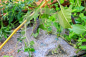 Caterpillar worm black and white striped Walking on leaf Eupterote testacea, Hairy caterpillar select focus with shallow depth