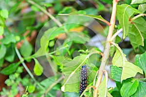 Caterpillar worm black and white striped Walking on leaf Eupterote testacea, Hairy caterpillar select focus with shallow depth