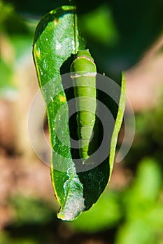Caterpillar worm on leaf in garden