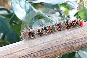 Caterpillar, worm is one of many stages to be a butterfly