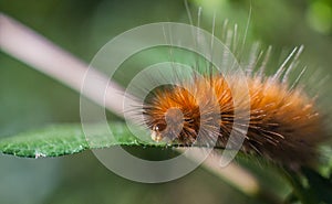 Caterpillar worm walkabout photo