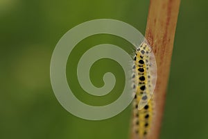Caterpillar