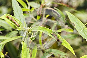 Caterpillar of yellow coster butterfly Acraea issoria restin