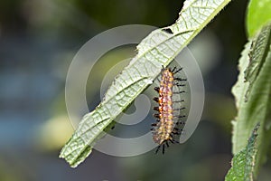 Caterpillar of yellow coster butterfly Acraea issoria restin