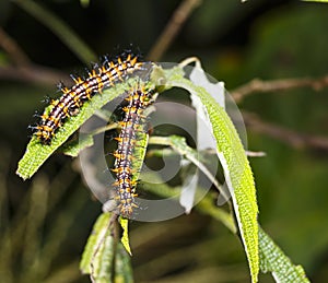 Caterpillar of yellow coster butterfly Acraea issoria restin