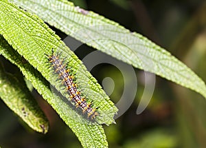 Caterpillar of yellow coster butterfly Acraea issoria restin