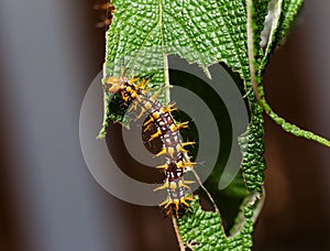 Caterpillar of yellow coster butterfly resting on leaf