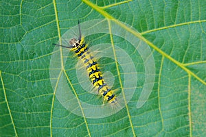 Caterpillar