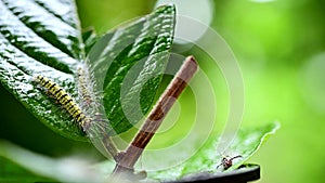 Caterpillar with yellow stripes in the garden. Macro animal life