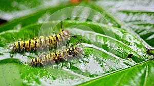 Caterpillar with yellow stripes in the garden. Macro animal life