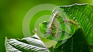 Caterpillar with yellow stripes in the garden. Macro animal life on leaf