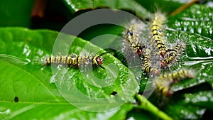Caterpillar with yellow stripes in the garden. Macro animal life on leaf