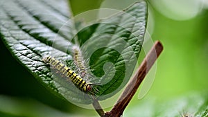 Caterpillar with yellow stripes in the garden. Macro animal life on leaf