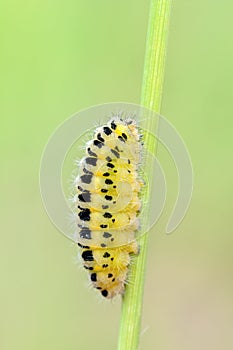 Caterpillar of Zygaena filipendulae