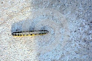 CaterpillarEarthworm In Ground