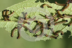 Caterpillars photo
