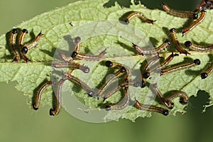 Caterpillars