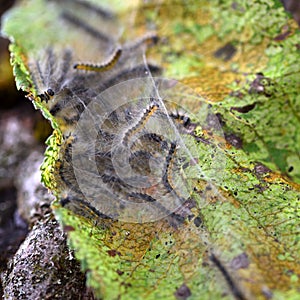Caterpillars of the Aporia crataegi black-veined white eating apple leaves, close up macro detail.