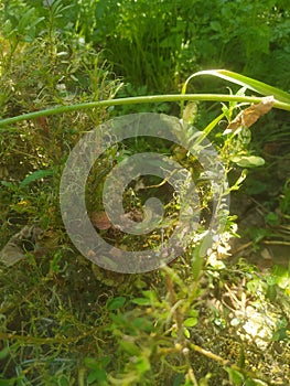 Caterpillars attacking boxwood plants. Pests attack the living degree, devastating it photo