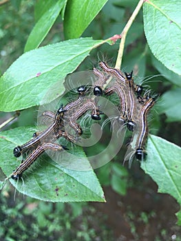 Caterpillars on a Blueberry Bush