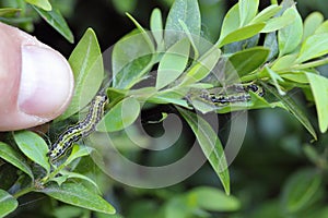 Caterpillars of Box tree moth (Cydalima perspectalis) on Boxwood (Buxus sempervirens).