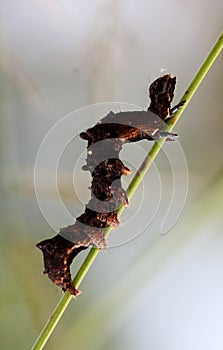 Caterpillars on Branch