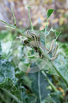 caterpillars cabbage butterfly - pests of cruciferous crops