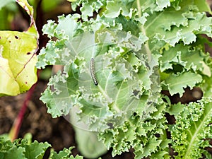 Caterpillars from cabbage moth eating cabbage leaf
