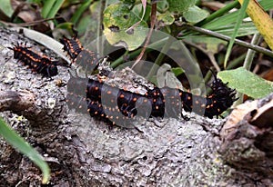 Caterpillars of California Pipevine Swallowtail, Battus philenor subsp. hirsuta