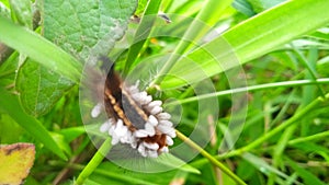 caterpillars that carry a lot of eggs gry photo