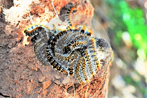 Caterpillars photo
