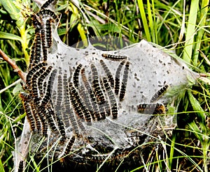 Caterpillars cocoon