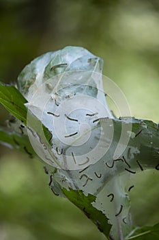 Caterpillars in a Cocoon